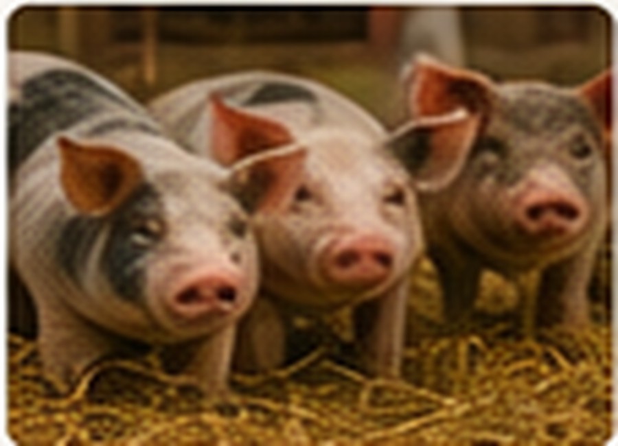 Pigs